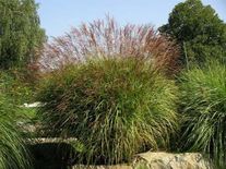 Мискантус китайский Ferner Osten С1 (1 литр)