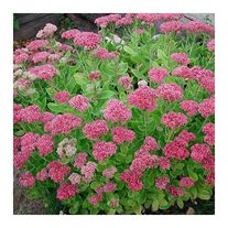 Очиток (Седум) видный Brilliant С1 (1 литр)