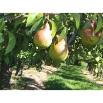 Груша "Виктория"