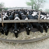 Чёрно-пёстрая корова