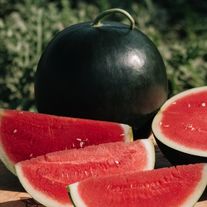 Арбуз STYLE F1 оптом