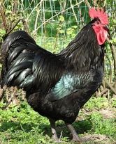 Инкубационное яйцо "Австралорп черный"