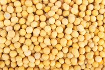 Семена сои Бара (РС 2)