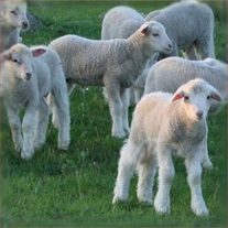 Молодые барашки