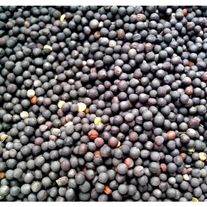 Рапс озимый