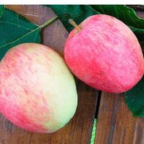 Яблоки, Аркадик 1лет