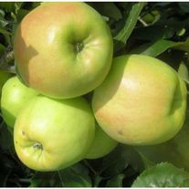 Яблоня, Синап орловский (крупномер 7лет)