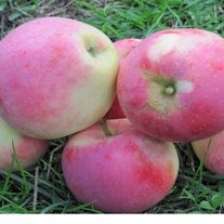 Яблоня, Орловское полесье (ЗКС 2лет) V15л