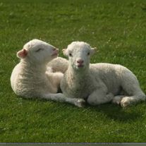 Ягнята молочные