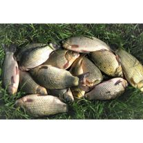 Рыба (Карась)