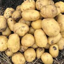 Картофель, сорт Коломбо