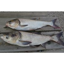 Рыба (толстолобик)