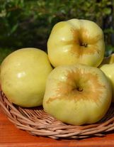 Яблоки «Антоновка»