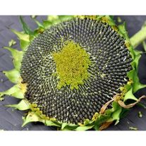 Семена подсолнечника ТУНКА (Круйзер), мешок