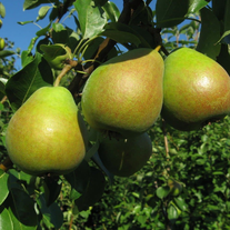 Груша "Вильямс летний"