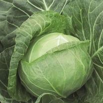 Капуста ранняя "Парел"