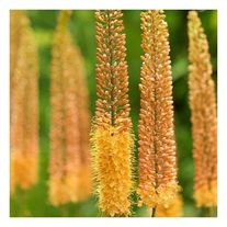 Эремурус гибридный Клеопатра С1 (1 литр)