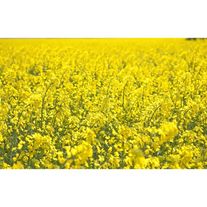 Семена рапса