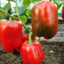 Перец "Прокрафт"