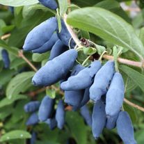 Жимолость плодовая, Юлия (ЗКС 3лет) V 2.5