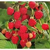 Малина, Журавлик (ЗКС) V 3л