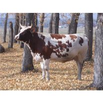 Корова голштинской породы