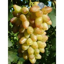 2-х летний саженец винограда "Артек"