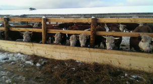 бизнес захаров.png