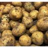 Картофель "Гала" мелкий