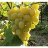 2-х летний саженец винограда "Аркадия"