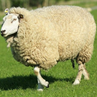 Куйбышевская мясная порода (овцы)